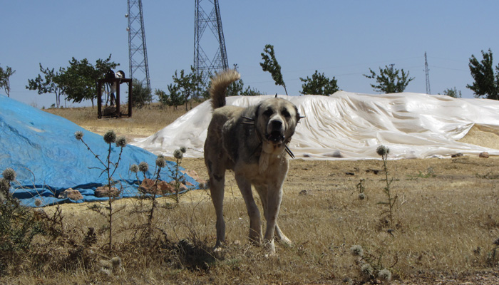 Diary 14 6 30 世界最強の犬に襲われて